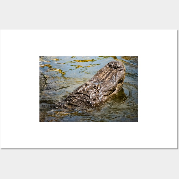 Emerging Gator Wall Art by KensLensDesigns